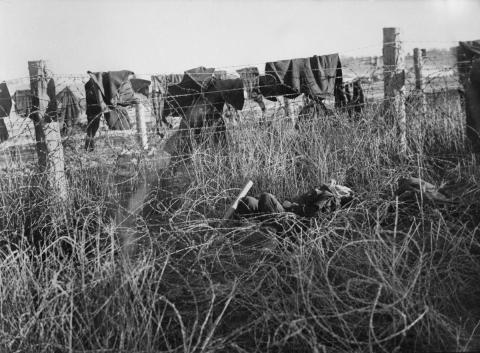 Cowra aftermath Japanese bodies in barbed-wire fence